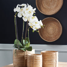 Load image into Gallery viewer, PHALAENOPSIS ORCHID DROP-IN 30"
