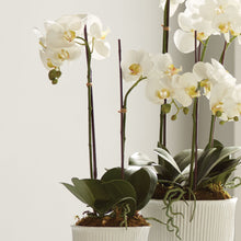 Load image into Gallery viewer, PHALAENOPSIS ORCHID DROP-IN 23"
