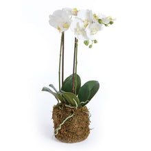 Load image into Gallery viewer, PHALAENOPSIS ORCHID DROP-IN 23"

