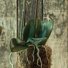 Load image into Gallery viewer, PHALAENOPSIS ORCHID DROP-IN 23"
