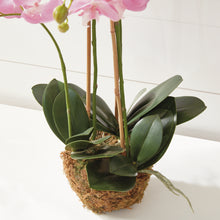 Load image into Gallery viewer, PHALAENOPSIS ORCHID DROP-IN 30"
