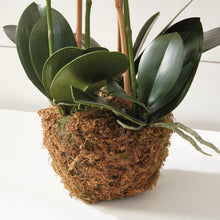 Load image into Gallery viewer, PHALAENOPSIS ORCHID DROP-IN 30"
