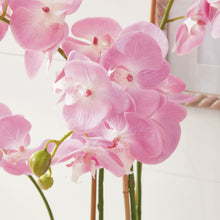 Load image into Gallery viewer, PHALAENOPSIS ORCHID DROP-IN 30"
