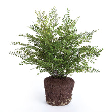 Load image into Gallery viewer, MAIDENHAIR DROP-IN 23"
