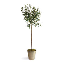 Load image into Gallery viewer, OLIVE TREE POTTED 46"

