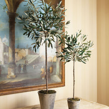 Load image into Gallery viewer, OLIVE TREE POTTED 30"
