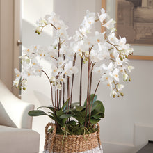 Load image into Gallery viewer, PHALAENOPSIS ORCHID DROP-IN 36"
