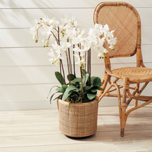Load image into Gallery viewer, PHALAENOPSIS ORCHID DROP-IN 36"
