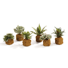 Load image into Gallery viewer, SUCCULENT DROP INS 5.5", SET OF 6
