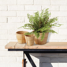 Load image into Gallery viewer, BOSTON FERN DROP-IN 12"
