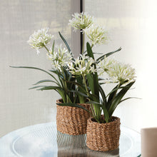 Load image into Gallery viewer, AGAPANTHUS DROP-IN 23"
