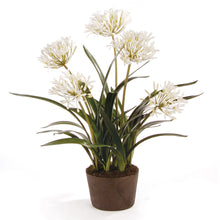 Load image into Gallery viewer, AGAPANTHUS DROP-IN 29"
