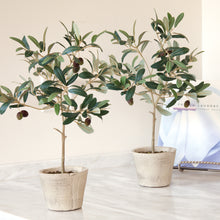 Load image into Gallery viewer, OLIVE TREE WITH FRUIT IN POT 19.5"
