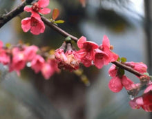 Load image into Gallery viewer, Prunus blooming branches
