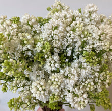 Load image into Gallery viewer, Fresh cut lilacs - two growers bunches- perfect for a spring and Mother’s Day
