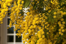 Load image into Gallery viewer, Fresh Mimosa &amp; Fingerling Acacia - a French winter tradition- American grown!
