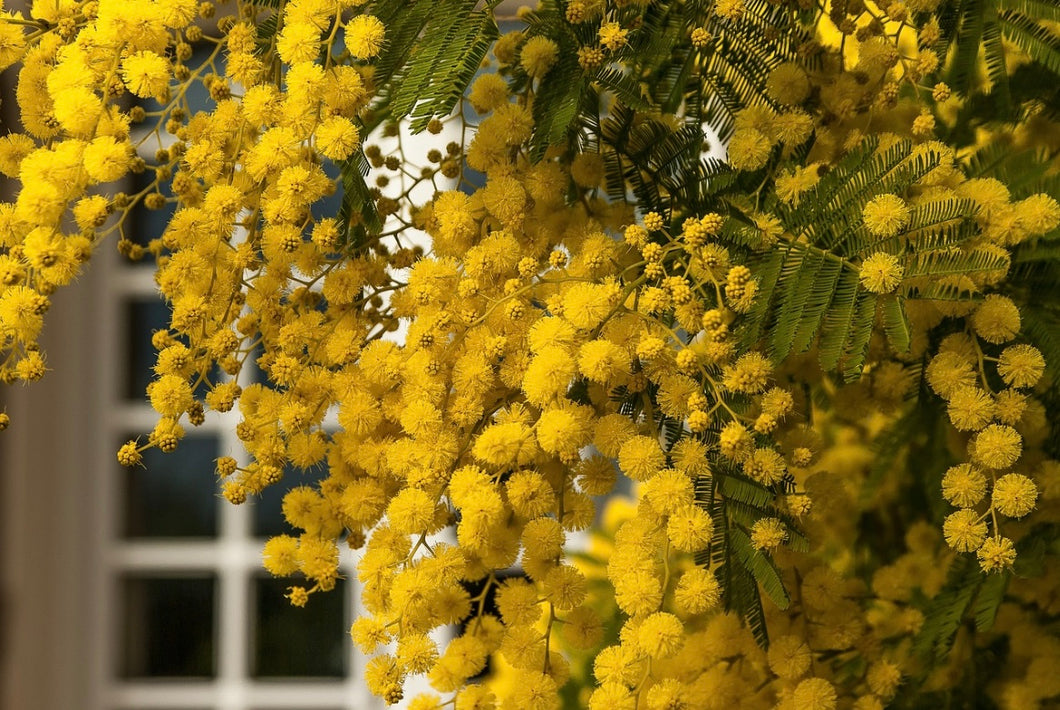 Fresh Mimosa & Fingerling Acacia - a French winter tradition- American grown!