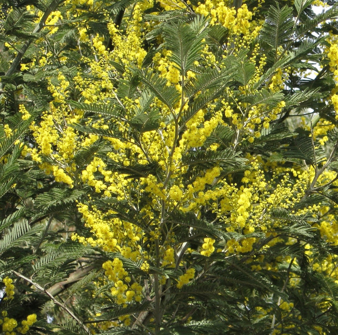 Fresh Mimosa Acacia