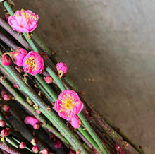 Load image into Gallery viewer, Fresh Apricot blooming branches

