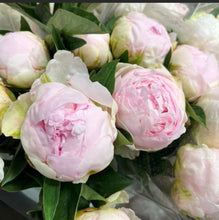 Load image into Gallery viewer, February &amp; March fresh Peonies
