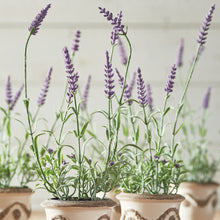 Load image into Gallery viewer, FRENCH LAVENDER DROP-IN 13", SET OF 6
