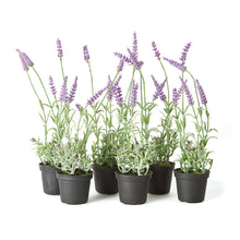 Load image into Gallery viewer, FRENCH LAVENDER DROP-IN 13", SET OF 6
