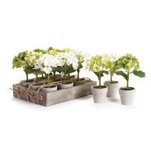 Load image into Gallery viewer, MINI HYDRANGEA POTTED 7", SET OF 12
