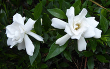 Load image into Gallery viewer, 3 Rooted 4”-5” Gardenia Plants | Fragrant White Flowering Shrub | Live Bare Root Gardenia (Variety Unknown) for Home or Garden

