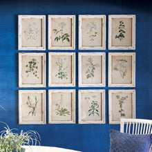 Load image into Gallery viewer, Framed Wild Flower Botanical Prints, Set of 12
