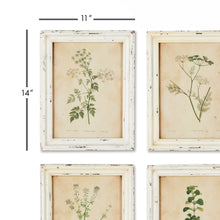 Load image into Gallery viewer, Framed Wild Flower Botanical Prints, Set of 12
