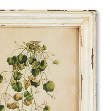 Load image into Gallery viewer, Framed Wild Flower Botanical Prints, Set of 12
