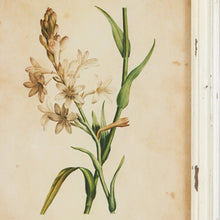 Load image into Gallery viewer, Framed Wild Flower Botanical Prints, Set of 12
