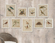 Load image into Gallery viewer, Framed Aviary Bird &amp; Nest Habitat Prints, Set of 9
