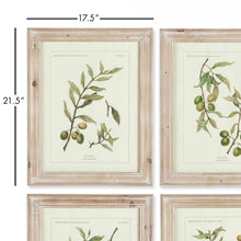 Load image into Gallery viewer, Framed Olive Leaf Botanical Prints, Set of 4
