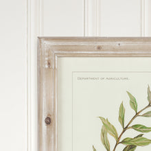 Load image into Gallery viewer, Framed Olive Leaf Botanical Prints, Set of 4
