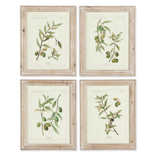 Load image into Gallery viewer, Framed Olive Leaf Botanical Prints, Set of 4
