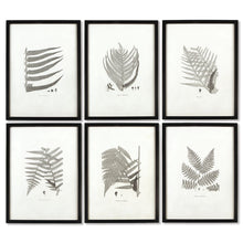 Load image into Gallery viewer, Framed Gray-Tone Fern Prints, Set of 6
