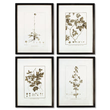 Load image into Gallery viewer, Framed Sepia-Tone Botanical Prints, Set of 4
