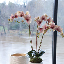 Load image into Gallery viewer, PHALAENOPSIS ORCHID DROP-IN 32"
