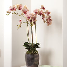 Load image into Gallery viewer, PHALAENOPSIS ORCHID DROP-IN 32"

