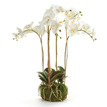 Load image into Gallery viewer, PHALAENOPSIS ORCHID BOWL DROP-IN 25"
