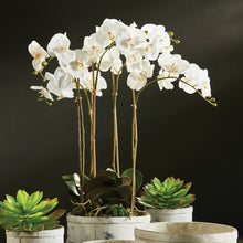 Load image into Gallery viewer, PHALAENOPSIS ORCHID BOWL DROP-IN 25"
