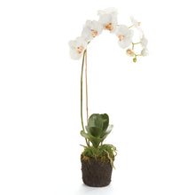 Load image into Gallery viewer, PHALAENOPSIS ORCHID DROP-IN 26"
