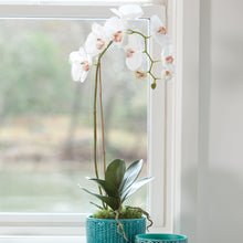 Load image into Gallery viewer, PHALAENOPSIS ORCHID DROP-IN 26"
