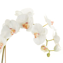 Load image into Gallery viewer, PHALAENOPSIS ORCHID DROP-IN 26"
