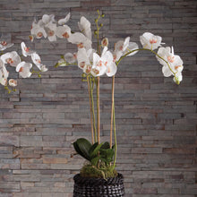 Load image into Gallery viewer, PHALAENOPSIS ORCHID DROP-IN 31"
