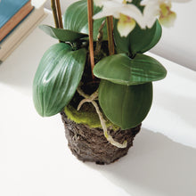 Load image into Gallery viewer, PHALAENOPSIS ORCHID DROP-IN 20"
