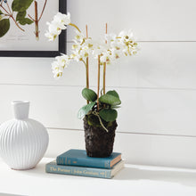 Load image into Gallery viewer, PHALAENOPSIS ORCHID DROP-IN 20"
