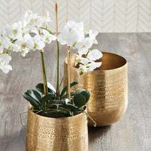 Load image into Gallery viewer, PHALAENOPSIS ORCHID MINI GARDEN DROP-IN 16"
