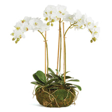 Load image into Gallery viewer, PHALAENOPSIS ORCHID MINI GARDEN DROP-IN 16"
